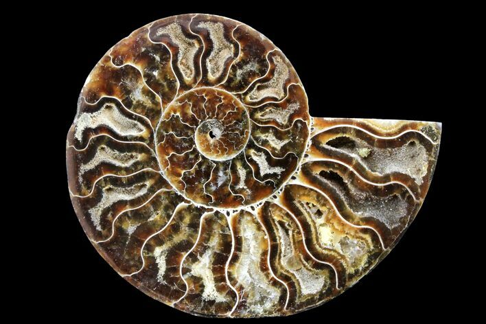 Cut & Polished Ammonite Fossil (Half) - Madagascar #162162